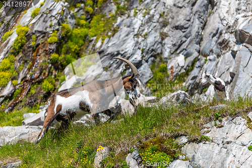 Image of Alps goat