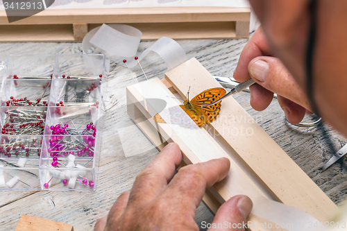 Image of Pinning wild butterflies