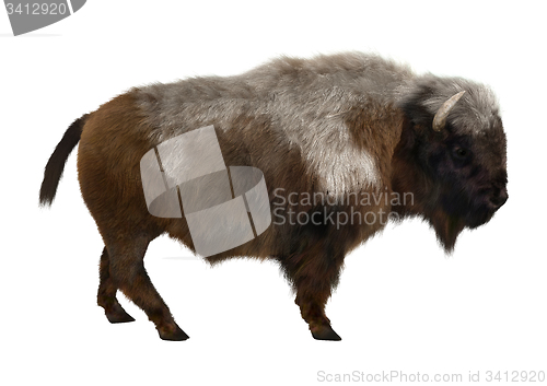 Image of American Bison