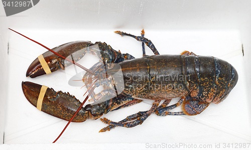 Image of Live Lobster