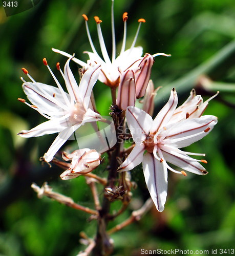 Image of Asphodel flowers