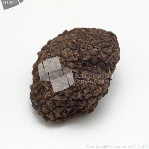 Image of Black Truffle