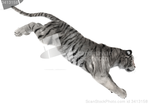 Image of White Tiger