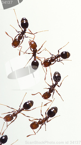 Image of Fire Ants