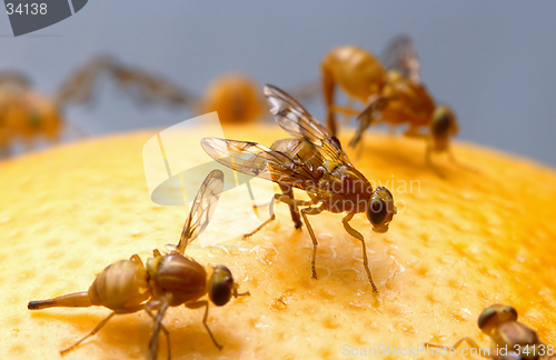 Image of Fruit Flies