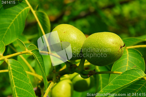 Image of Walnuts on a tree