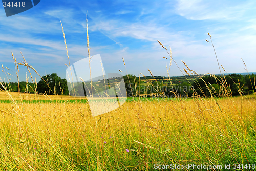 Image of Country meadow landscape