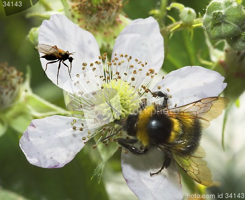 Image of Bee anf Fly