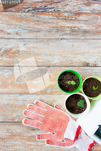 Image of close up of seedlings and garden gloves