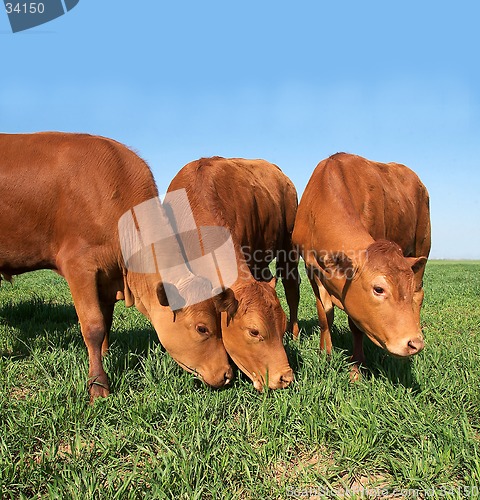 Image of Cattle grazing