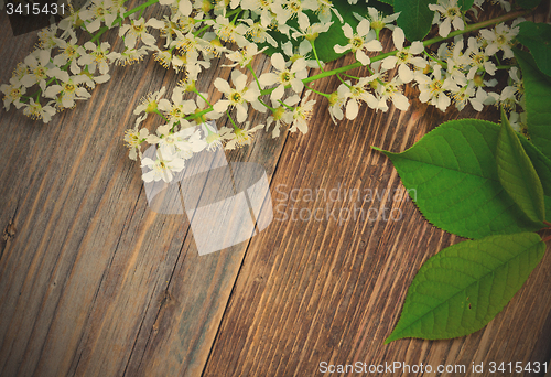 Image of blossom bird cherry with green leaves
