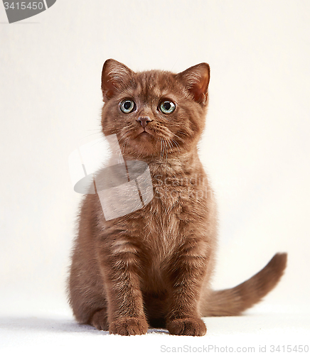 Image of portrait of british short hair kitten