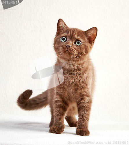 Image of portrait of british short hair kitten