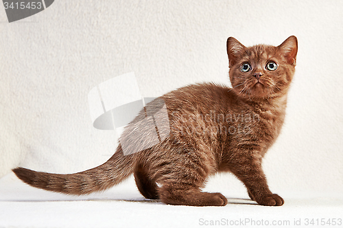 Image of portrait of british short hair kitten