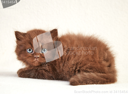 Image of brown kitten
