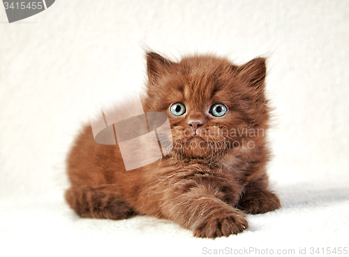 Image of brown british long hair kitten
