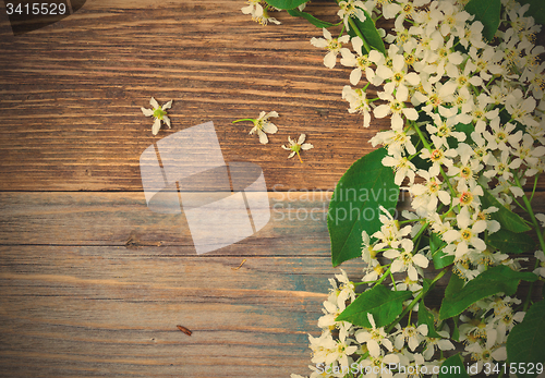 Image of branch of blossom bird cherry on aged boards antique table