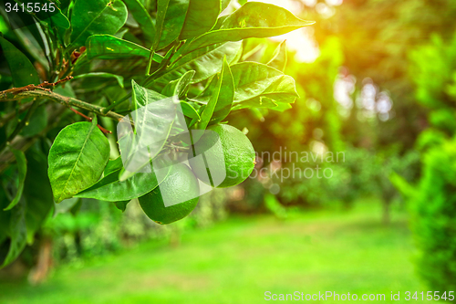 Image of Lime tree