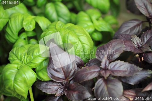 Image of basil leaves background