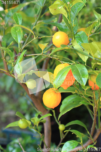 Image of lemon tree background