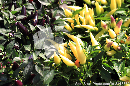 Image of chilli plant