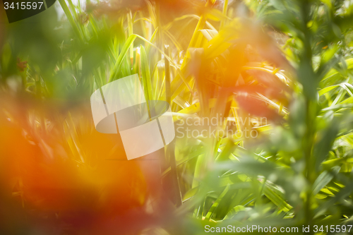 Image of Abstract beautiful gentle spring flower background.  Closeup with soft focus. Sweet color