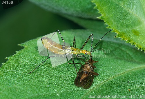 Image of Death on a leaf