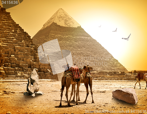 Image of Camels and pyramids