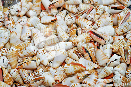 Image of Bunch of shells