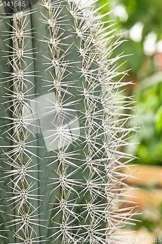 Image of Cactus