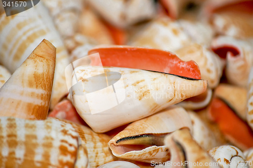 Image of Small shell