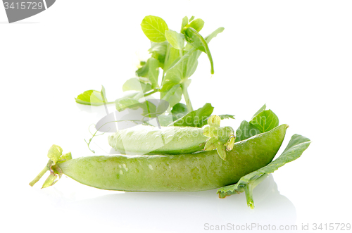 Image of Fresh green pea pod