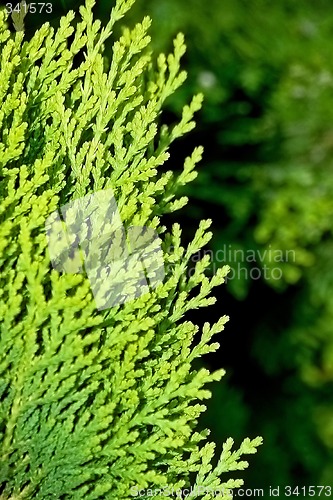 Image of Green branch