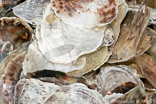 Image of Oyster shell