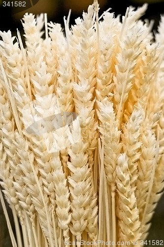 Image of Wheat