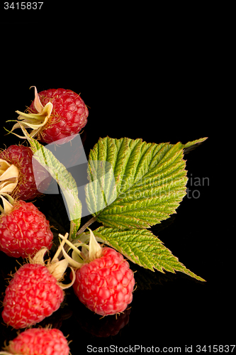 Image of Fresh raspberries
