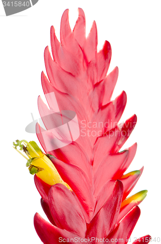 Image of Bromelia Flower