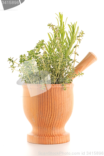 Image of Green herb leafs 