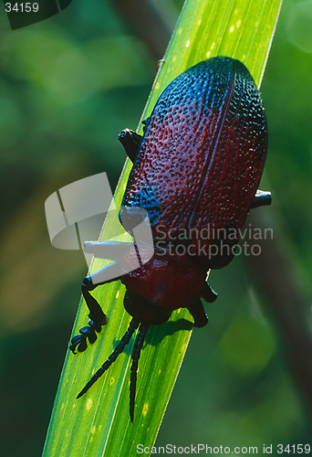 Image of Huge Beetle