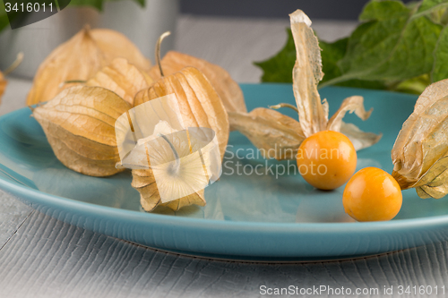 Image of Physalis fruits