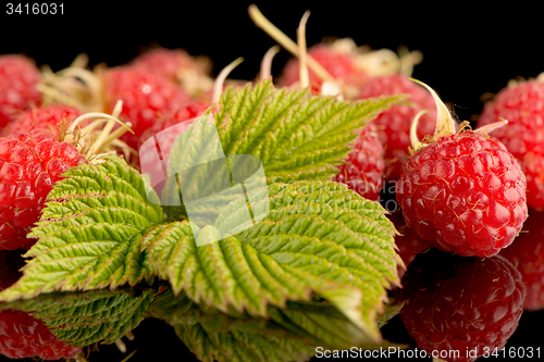 Image of Fresh raspberries