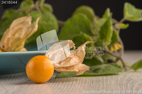 Image of Physalis fruits