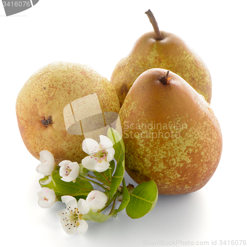 Image of Three ripe pears