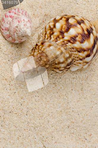Image of Sea shell on the shore 