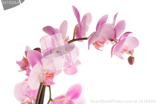 Image of Beautiful pink orchid