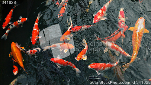 Image of many carp fishes