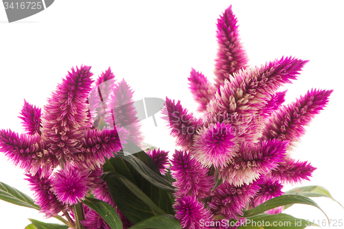 Image of Cockscomb celosia spicata plant