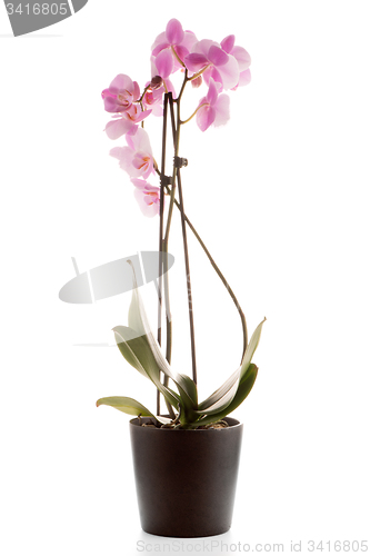 Image of Beautiful pink orchid in a flowerpot