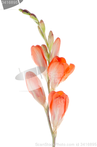 Image of Orange lilies