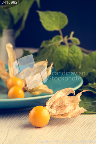 Image of Physalis fruits